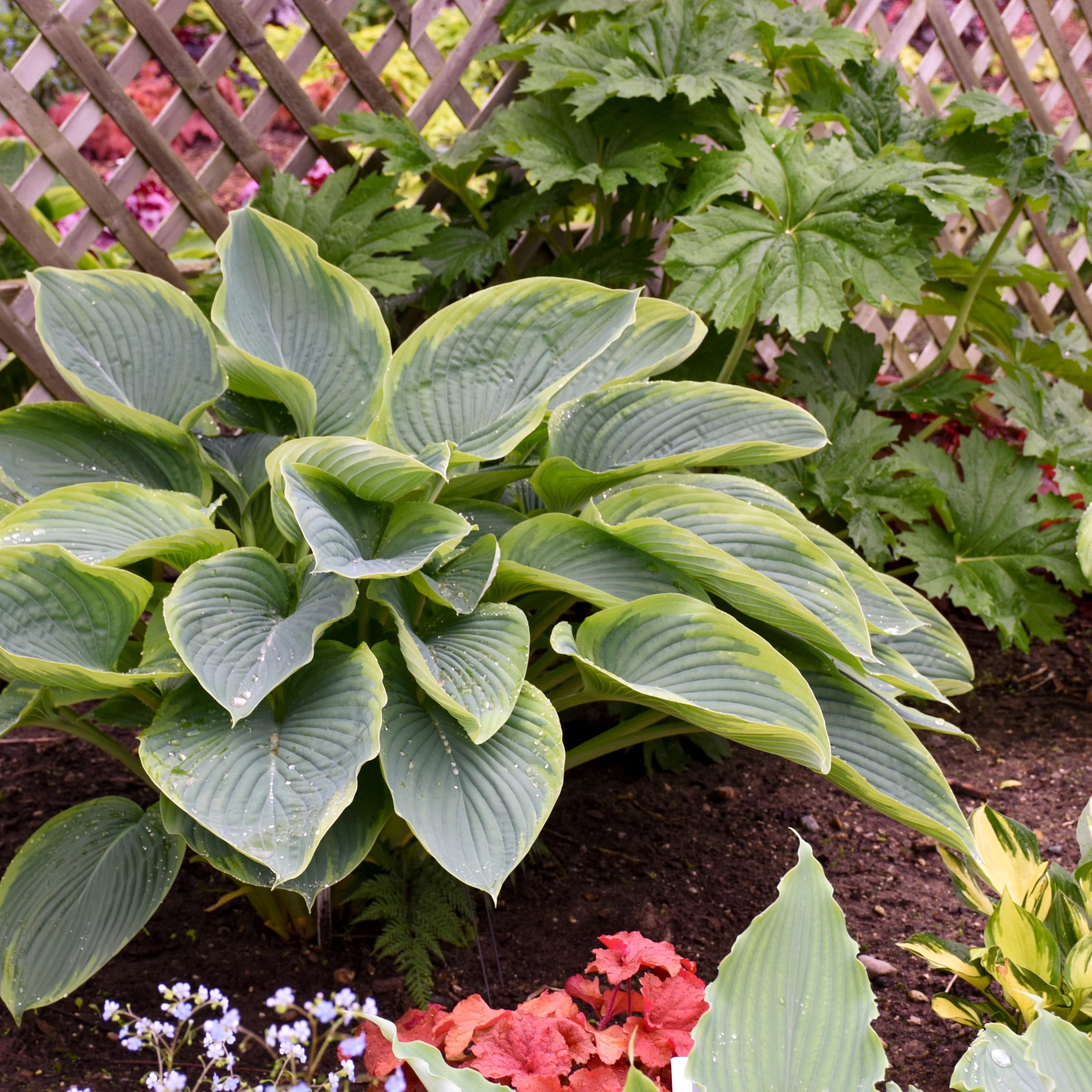 Proven Winners 6" Shadowland 'Wu-La-La' Hosta Live Plant in 6.5" Pot