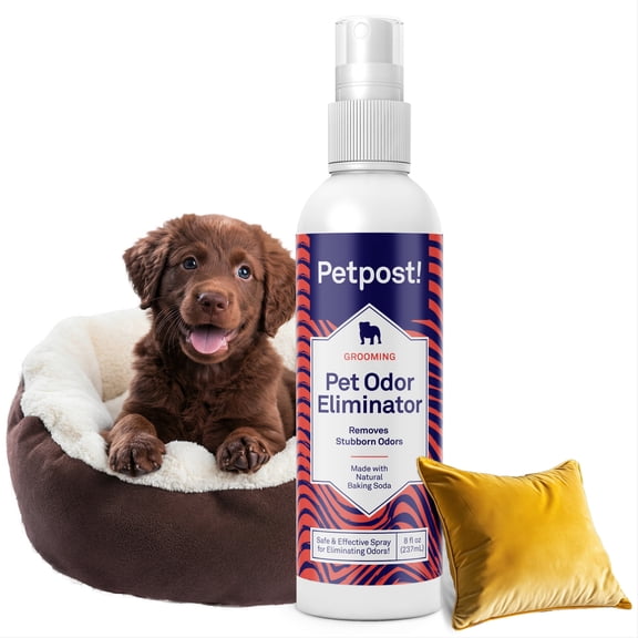 Petpost Pet Odor Eliminator Spray for Dogs & Cats - Natural Deodorizer for Pet & Home - Safe After-Bath Freshener for Beds, Furniture & Coats - 8 oz