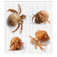 thumbnail image 3 of Ambesonne Sea Animals Shower Curtain, Hermit Crabs Pattern, 69"Wx84"L, Marigold and White, 3 of 5