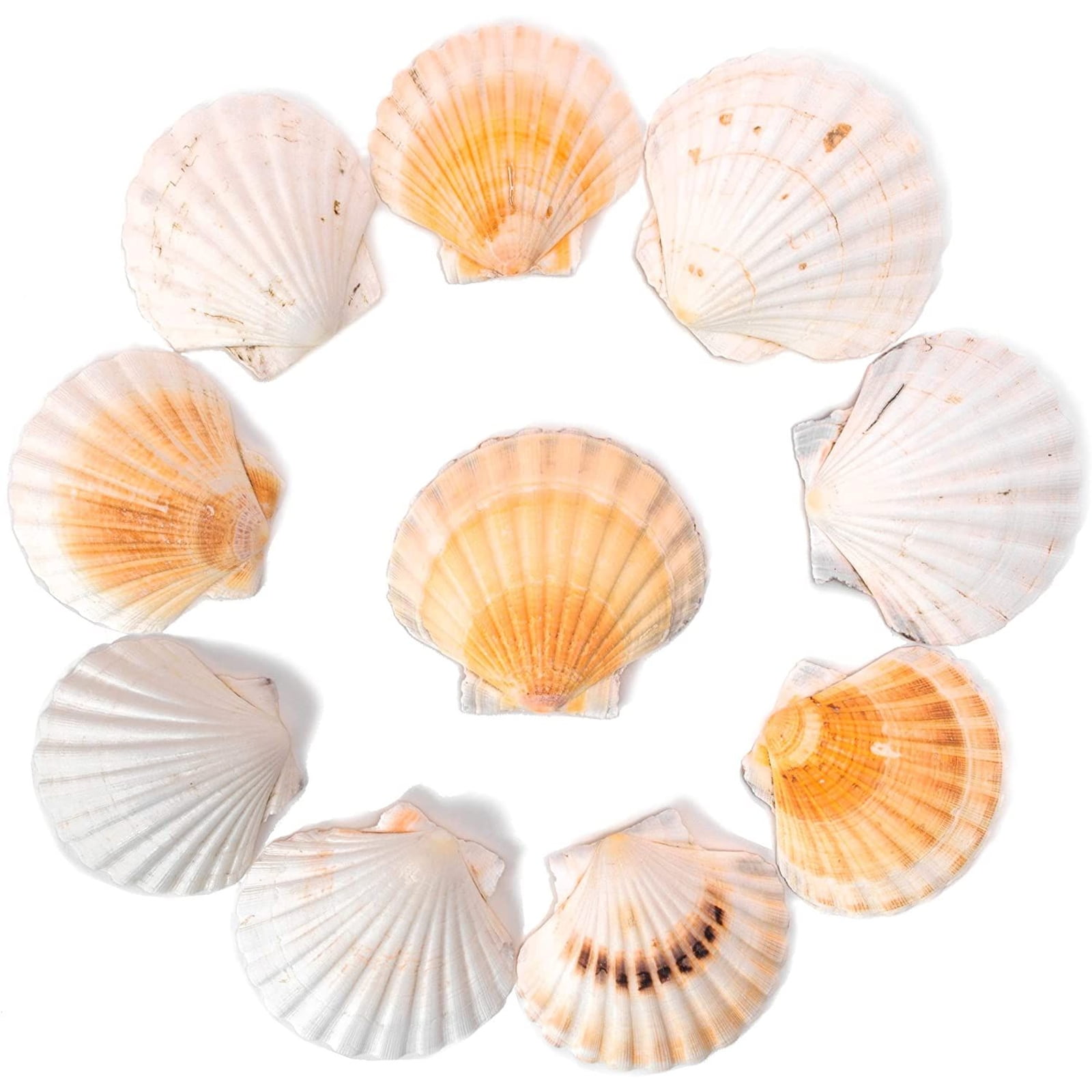 Pack of Scallop Shell Craft Scrapbook Card Embellishment Wedding Acrylic Mirrors 