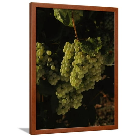 Carneros Chardonnay - Chardonnay Grapes in Vineyard, Carneros Region, California, USA Framed Print Wall Art By Green Light Collection