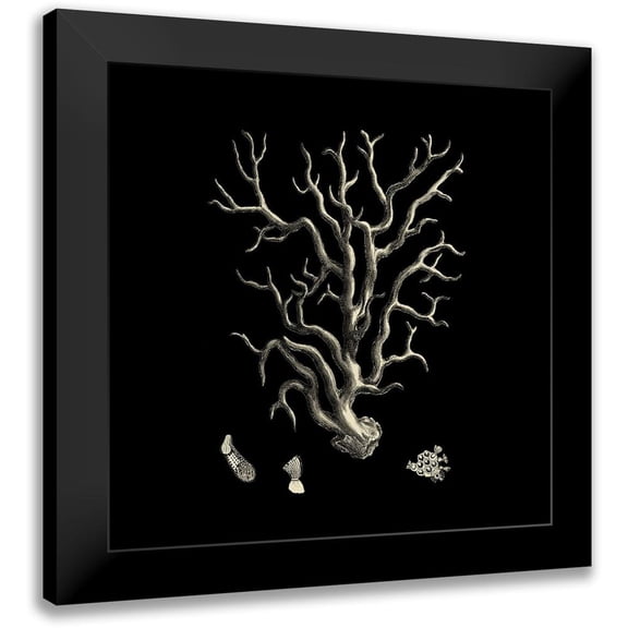 Vision Studio 12x12 Black Modern Framed Museum Art Print Titled - Small Black And Tan Coral I (P)