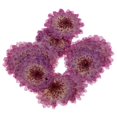 thumbnail image 3 of Flores naturales prensadas, flores secas para scrapbooking, tarjetas y decoración del teléfono. Margarita púrpura, 3 of 9