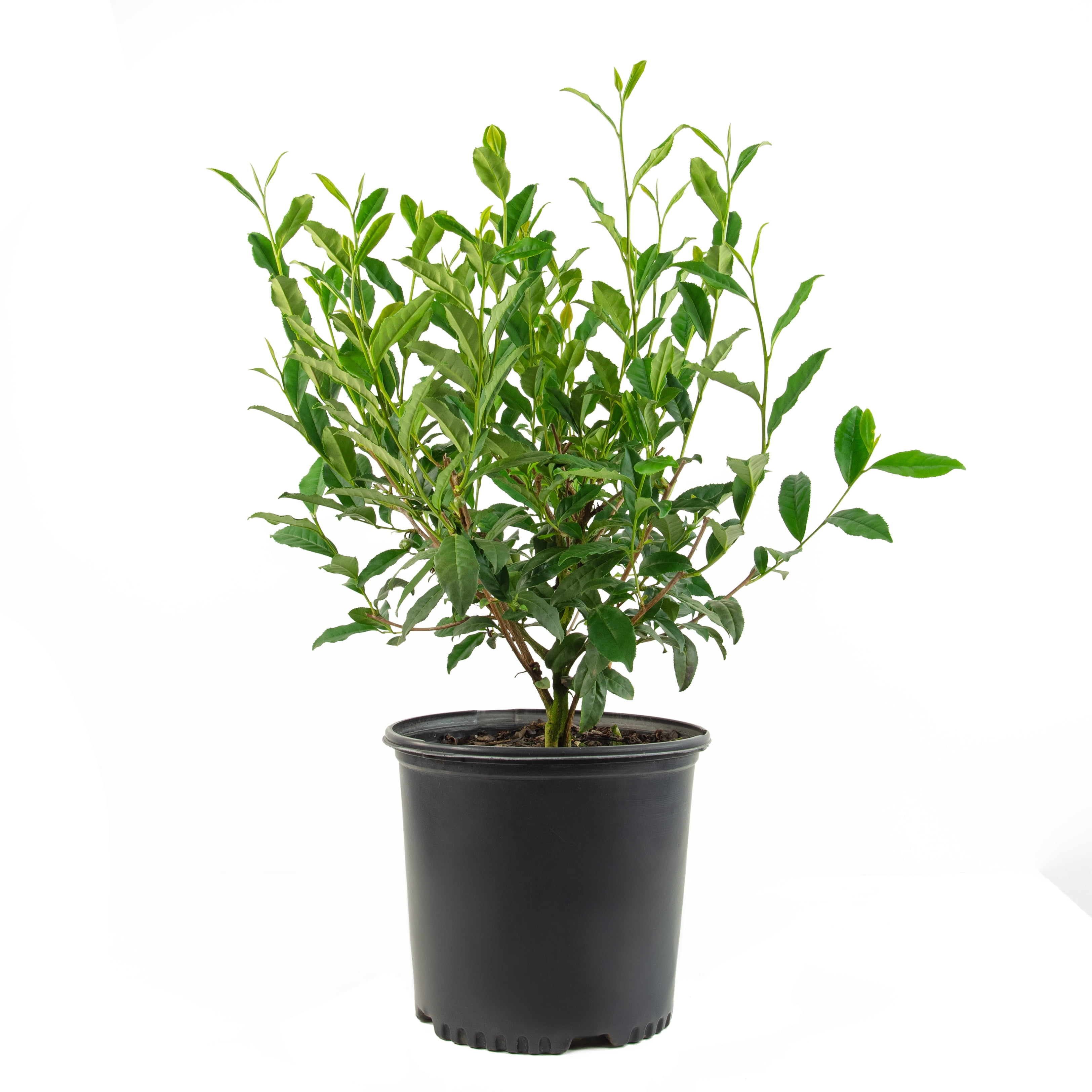 Plant with Purpose 2.25 gal Abelia Peach Perfection Live Shrub