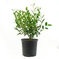 thumbnail image 3 of Plant with Purpose 2.25 gal Abelia Peach Perfection Live Shrub, 3 of 6