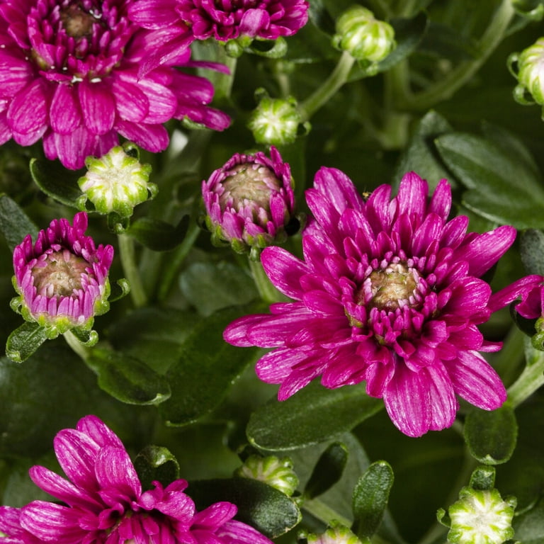 Expert Gardener 3QT Purple Mum Live Plant in Grower Pot, Full Sun