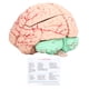 thumbnail image 2 of Molde Cerebral, Modelo De Cerebro Humano Marcado Transversal Regalo Científico Para Niños Para Neurociencia ANGGREK Otros, 2 of 8