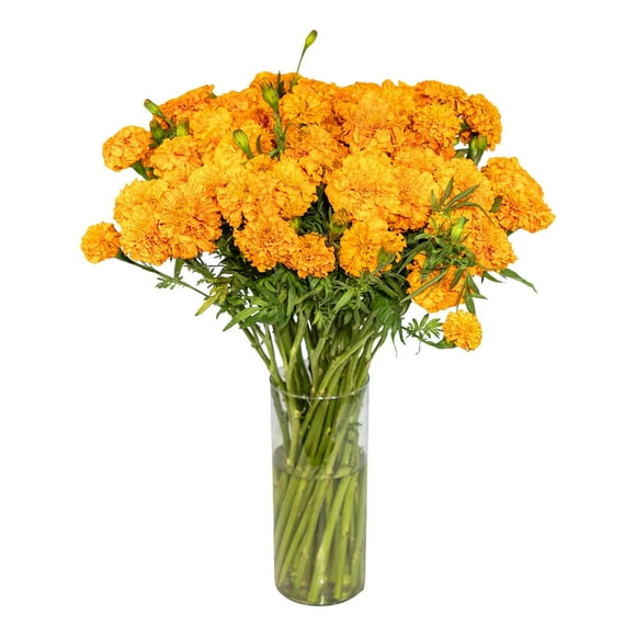 Member's Mark Orange Marigolds, choose stem count