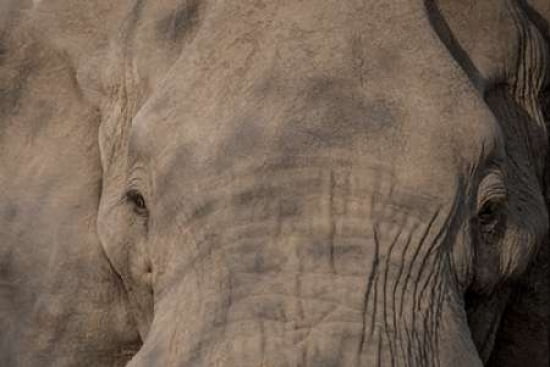 Nellie Phant Canvas