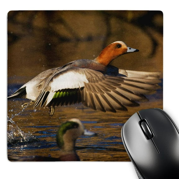 3dRose, Eurasian Widgeon Taking Flight, MousePad