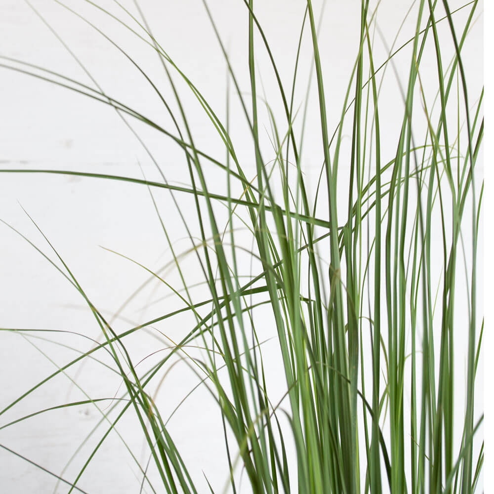Flowerwood Pampas Grass Live Outdoor Plant, 2.5 Gallon, White Plumes