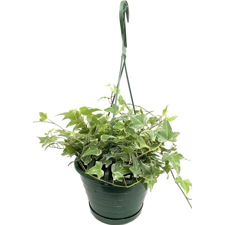Variegated English Ivy Hanging Basket - Live Plant in an 8 Inch Pot - Hedera Helix - Beautiful Easy Care Indoor Air Purifying Houseplant Vine