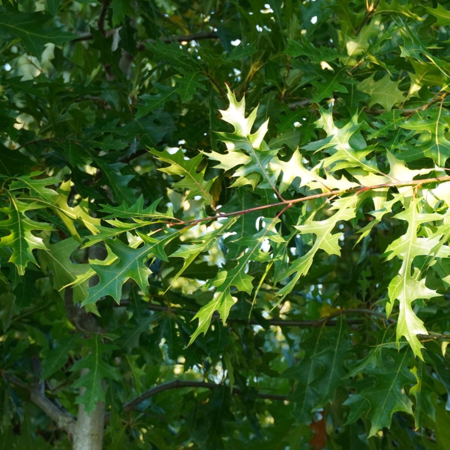 Expert Gardener 2-3' Oak Estelle Live Tree in 1 gal. Grower Pot