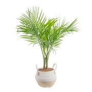 Costa Farms Live Indoor 36in. tall Green Majesty Palm Tree; Indirect Sunlight 10in. Seagrass planter