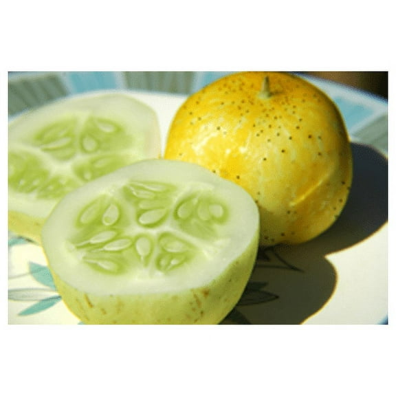 Cucumber Lemon Great Heirloom Vegetable By Seed Kingdom 1 Lb Seeds