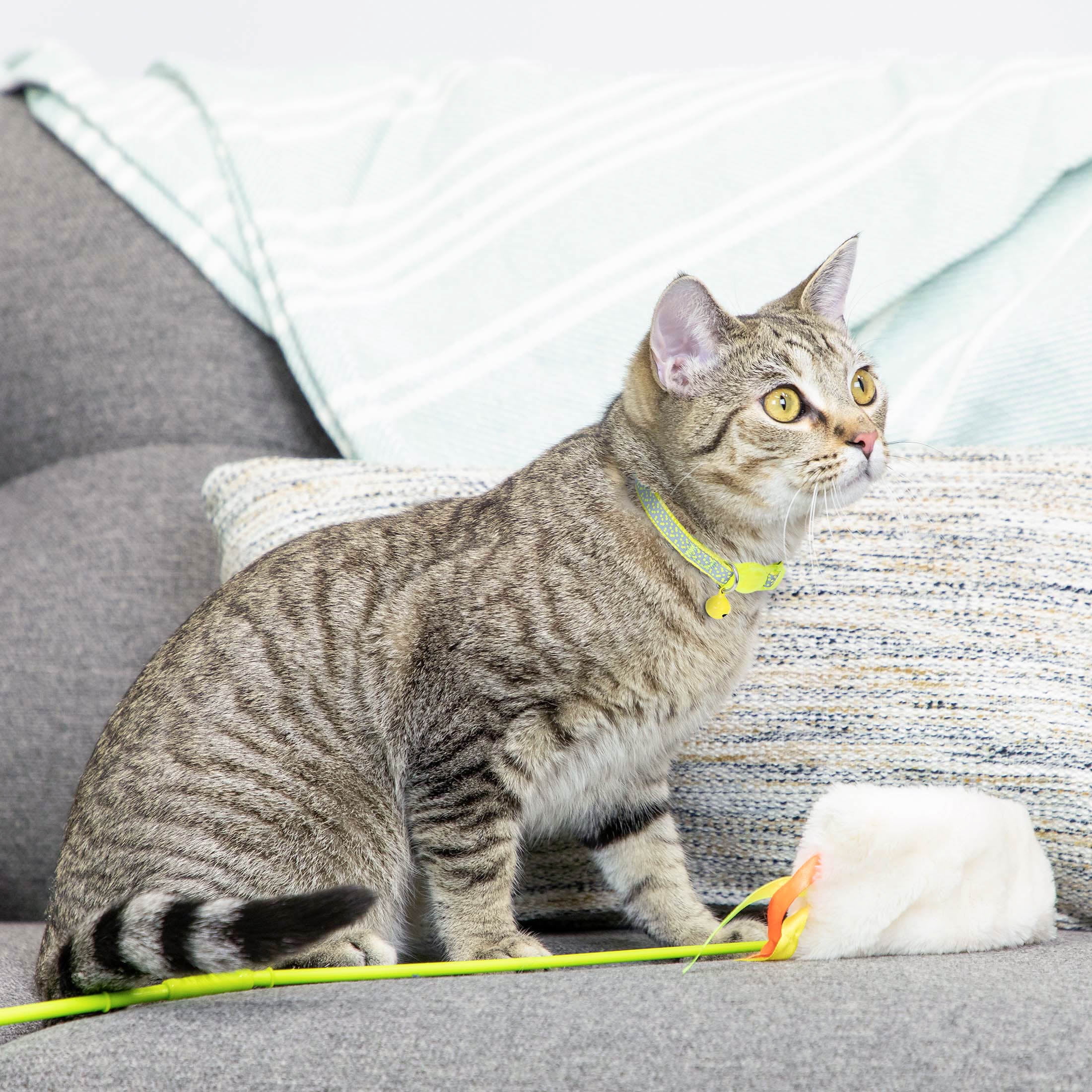 Vibrant Life 2-Pack Cat Collar, Multi Tie Dye and Yellow Reflective, One Size