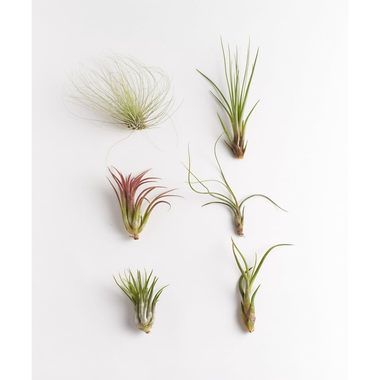 Home Botanicals Ionantha Air Plant (Collection of 3) Home Botanicals Ionantha Air Plant (Collection of 3)