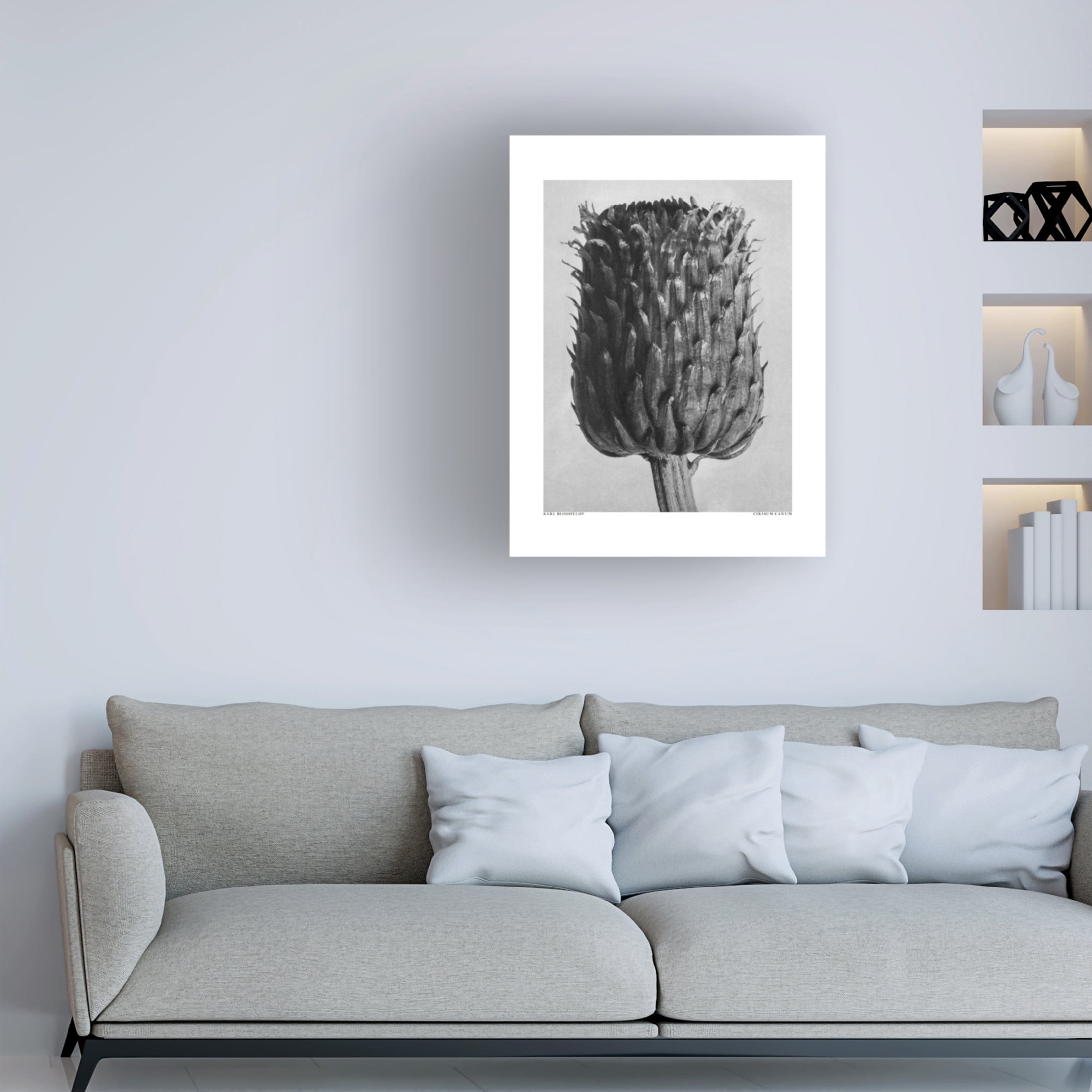 Trademark Fine Art Pictufy  Cirsium Canum Canvas Wall Art