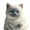 D, variant on Squishy T-oys, Cute Cat Decoration, 3.5 Inch Lifelike Chubby Cat Squishy, Ultra Soft Slow Rebound Squeeze Tool, Portable Stress Relief Accessory for Home Office Indoor Leisure and Daily Relaxation