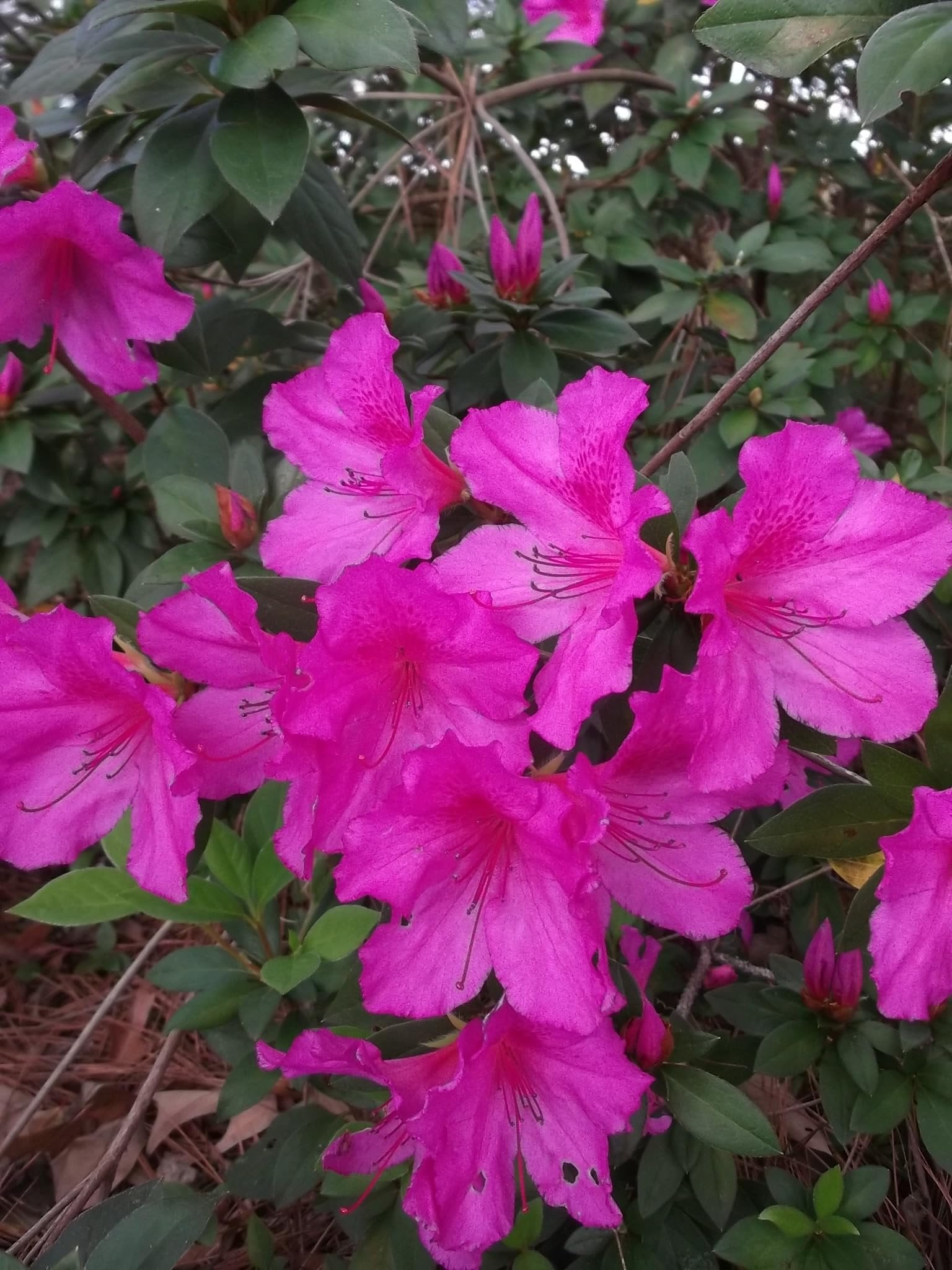Purple Formosa Azalea  3 Live Plants  Rhododendron Formosum  Lush Flowering Shrub  Hardy Garden Landscape Accent  Vibrant Spring Blooms
