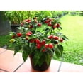 thumbnail image 3 of 50 Graines de Piment HABANERO Rouge Fort Capsicum Chinense Légumes, 3 of 5