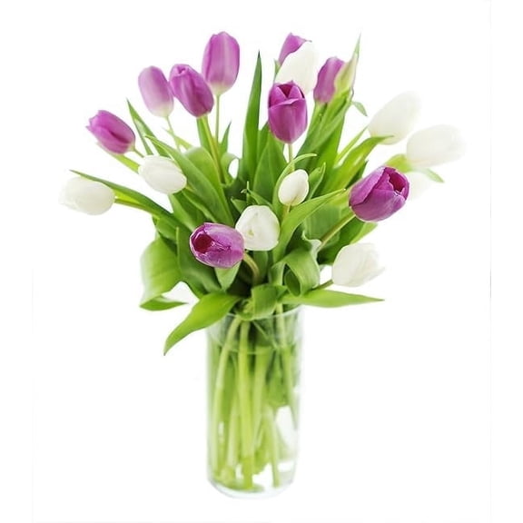 KaBloom : 10 Purple Tulips and 10 White Tulips in Vase, Next-Day Delivery, Gift for Every Occasion.