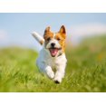 thumbnail image 3 of Cepillo slicker para mascotas Groomer Essentials de púas largas universal, 3 of 3