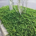 thumbnail image 3 of Dwarf Japanese Garden Juniper  1 Live 4 Inch Pot  Juniperus Procumbens Nana  Drought Tolerant Evergreen Groundcover  Great Plants for Bonsai, 3 of 9