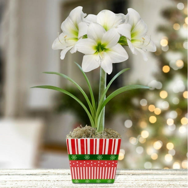 Amaryllis White Christmas Flower Bulb Gift in a Square Planter