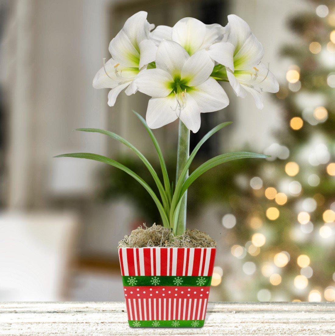 Amaryllis White Christmas Flower Bulb Gift in a Square Planter, Container: Festive Holiday 