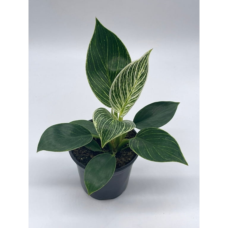 fluval plants Fluval Aqualife Red Lace Plant Mix 10 inch