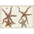 thumbnail image 2 of Diderot, Denis 14x11 Gold Ornate Wood Framed with Double Matting Museum Art Print Titled - Starfish Naturelle III, 2 of 4