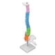 thumbnail image 4 of Human Spine Model, 45cm Durable PVC Vertebral Column Model For Study, 4 of 8