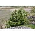 thumbnail image 6 of 20 SASKATOON SERVICEBERRY aka Western, Pacific, Juneberry, Shadbush Amelanchier Alnifolia Native Edible Purple Berry Fruit White Flower Shrub Seeds, 6 of 11