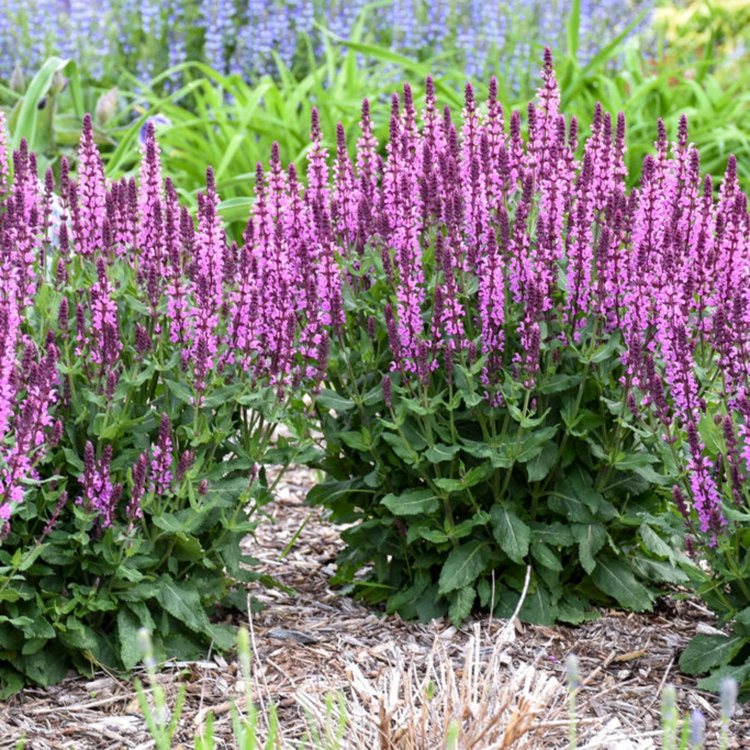 Proven Winners 6" 'Pink Profusion' Perennial Salvia Live Plant in 7.5" Pot