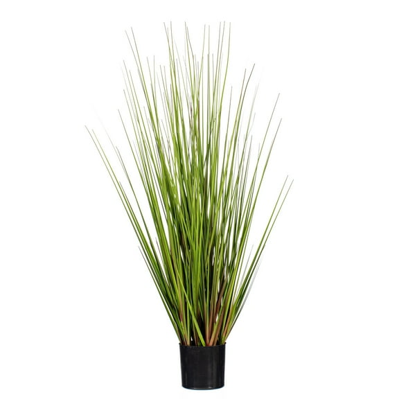 36" Green/Burgundy Flax Grass Potted
