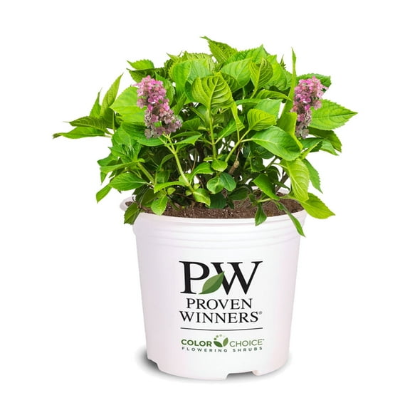 Perfect Plants Little Quick Fire® Hydrangea 1 Gallon