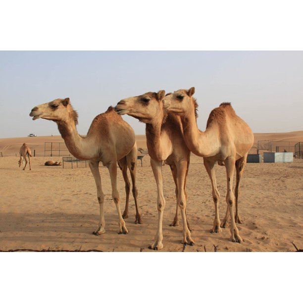 Desert U A E Dubai Camel 12 Inch By 18 Inch Laminated Poster With Bright Colors And Vivid Imagery Fits Perfectly In Many Attractive Frames Walmart Com Walmart Com