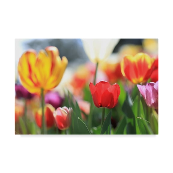 Trademark Fine Art 'Tulip Sonata' Canvas Art by Beata Czyzowska Young