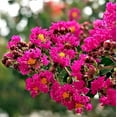 thumbnail image 7 of Crape Myrtle Tonto  1 Extra Large 3 Gallon Plant  Lagerstroemia 'Tonto'  Hardy Fuchsia Blooms  Compact Growth, 7 of 7