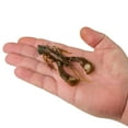 thumbnail image 5 of Berkley PowerBait® Clatter Craw, 3.5 in, Swamp Craw, 5 of 6