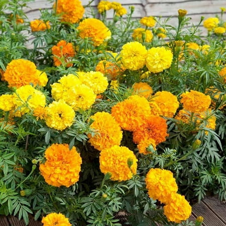 

Cracker Jack Mix / CrackerJack Mix Marigold Seeds | Non-GMO | 1191 2 000 Seeds 20% Discount