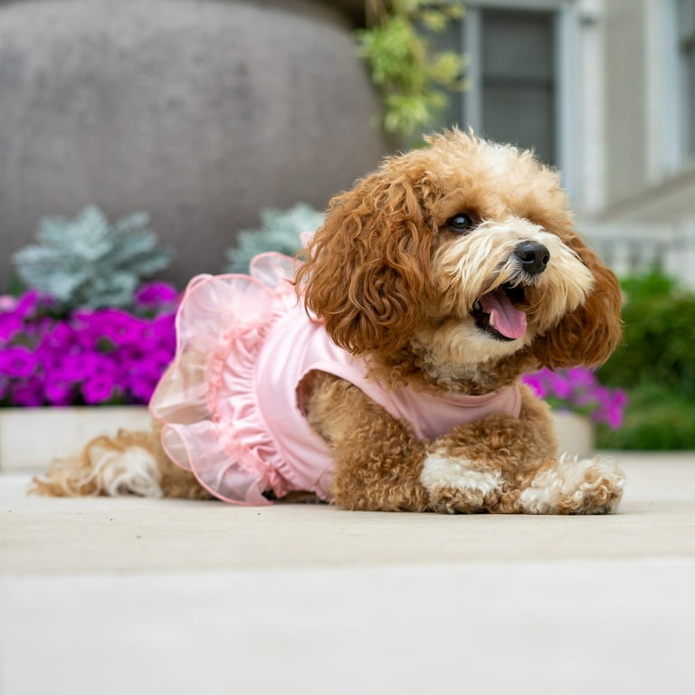 Christian Siriano, Dog Clothes, Tiered Bow Dog Dress, Pink Christian Siriano, Dog Clothes, Tiered Bow Dog Dress, Pink