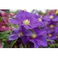 thumbnail image 5 of Clematis General Sikorski - Live Plant in a 4 Inch Growers Pot - Clematis 'General Sikorski' - Starter Plants Ready for The Garden - Beautiful Dark Lavender Flowering Vine, 5 of 5