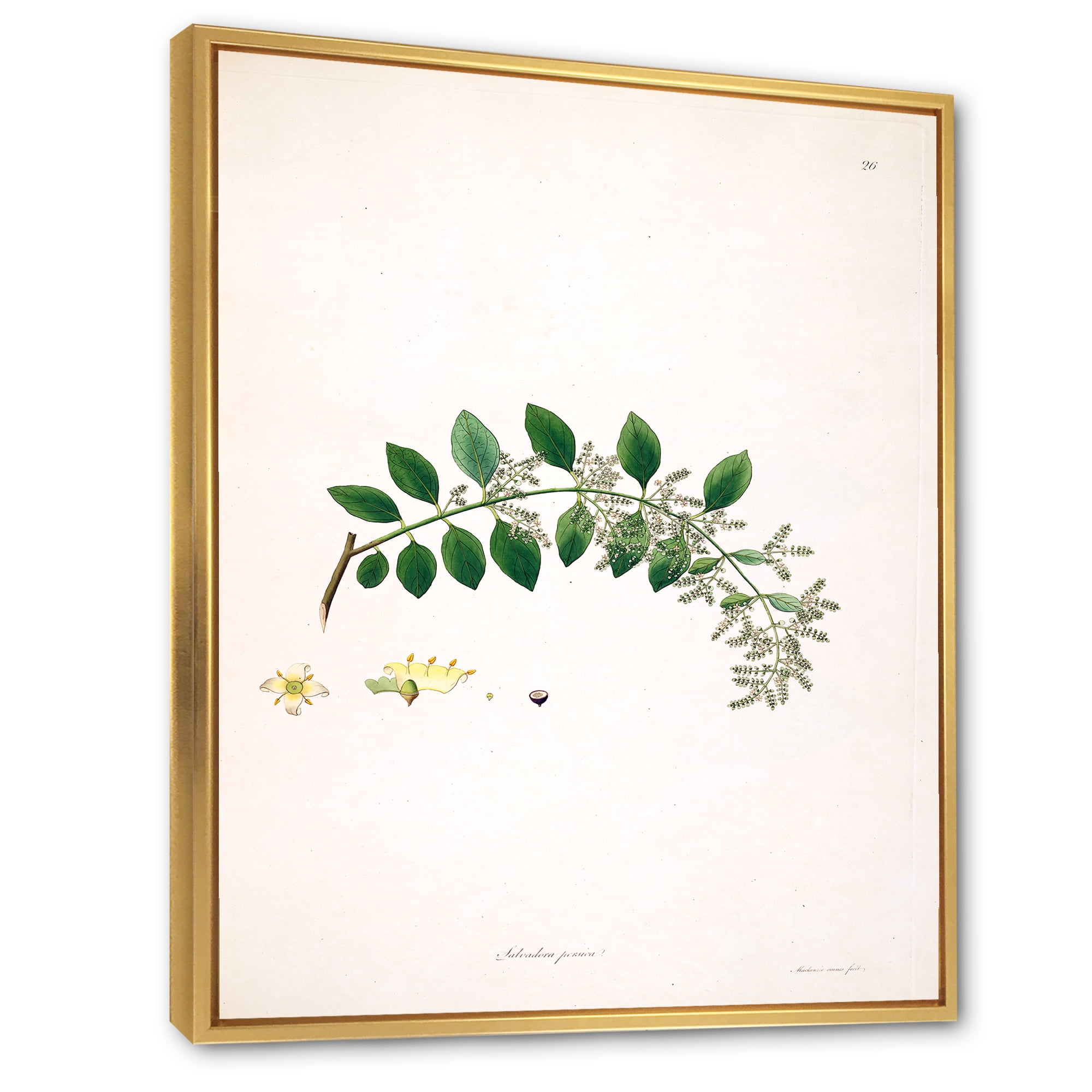 Designart 'Ancient Plant Life XVIII' Farmhouse Framed Canvas Wall Art Print