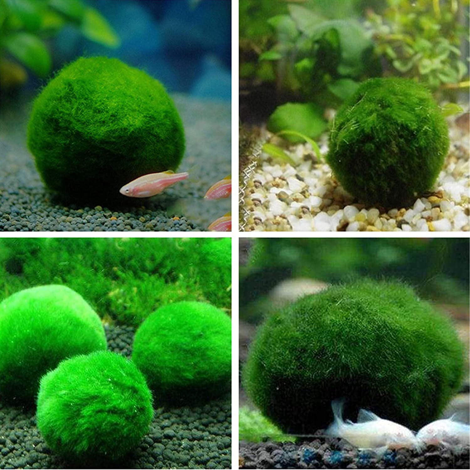 George 4PCS Aquarium Moss Balls Live Aquarium Plants Green Moss