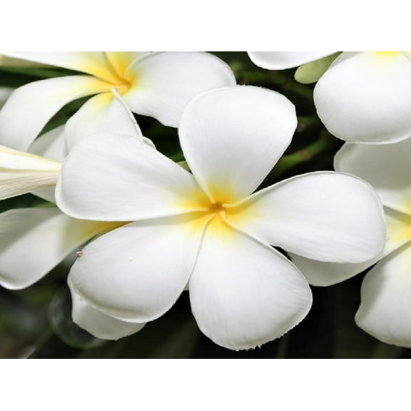 Hawaiian White Plumeria Plant Cuttings 4 Pk Each 10" Long