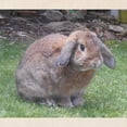 thumbnail image 3 of CafePress - Floppy Eared Bunny Tote Bag - Unisex Canvas Tote Bag, Beige, 1-Piece, 3 of 9