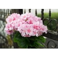 thumbnail image 4 of Morttic 2PCS 14'' Artificial Geraniums Silk Flowers Plants Home Outdoor Decor Garden Window Box, 4 of 5