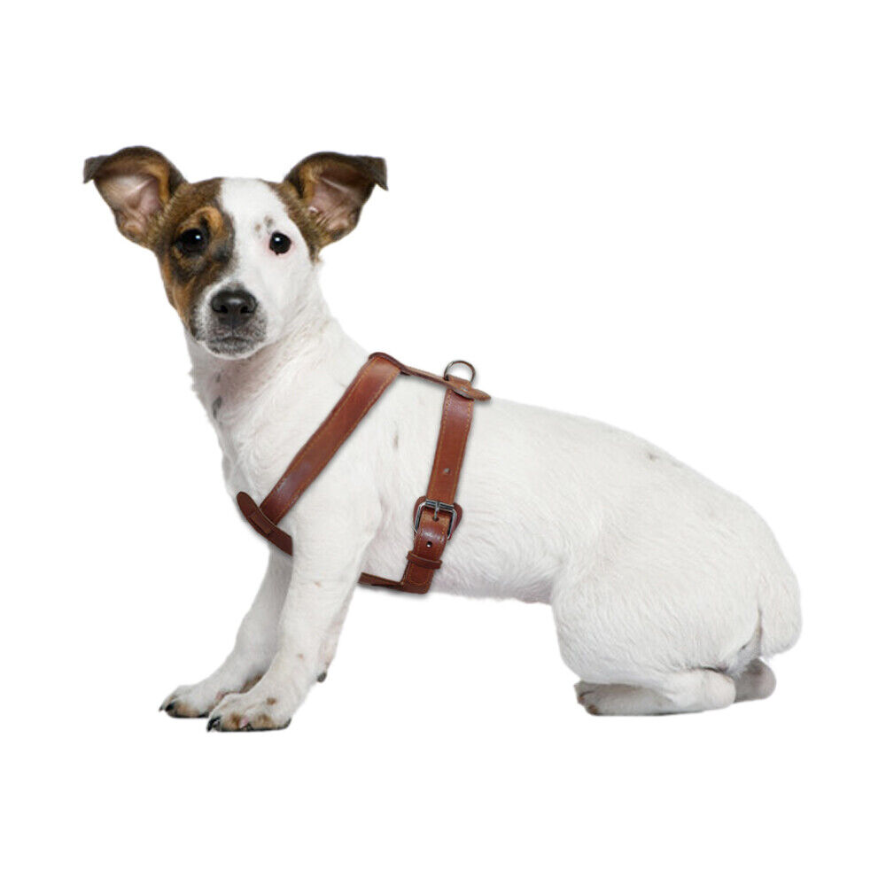 Didog Heavy Duty Genuine Leather Dog Harness Durable for Small Medium Large Dogs Boxer